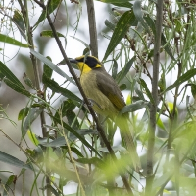 Lichenostomus melanops (Yellow-tufted Honeyeater) at Tahmoor, NSW - 27 Oct 2022 by Aussiegall