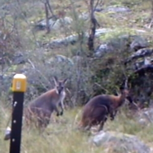 Notamacropus rufogriseus at Kambah, ACT - 28 Apr 2022