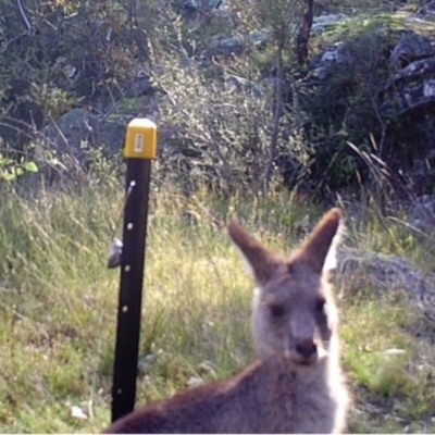 Macropus giganteus (Eastern Grey Kangaroo) at Mount Taylor - 29 Apr 2022 by MountTaylorParkcareGroup