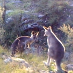 Macropus giganteus (Eastern Grey Kangaroo) at Kambah, ACT - 30 Apr 2022 by MountTaylorParkcareGroup