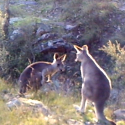 Macropus giganteus (Eastern Grey Kangaroo) at Mount Taylor - 30 Apr 2022 by MountTaylorParkcareGroup