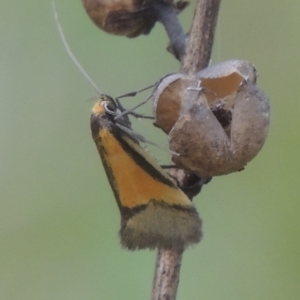 Philobota undescribed species near arabella at Michelago, NSW - 11 Oct 2022