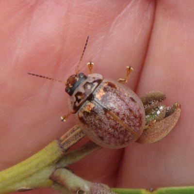 Paropsisterna m-fuscum (Eucalyptus Leaf Beetle) at West Belconnen Pond - 8 Oct 2022 by Christine