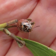 Paropsisterna m-fuscum at Dunlop, ACT - 8 Oct 2022 10:42 AM