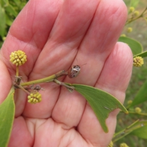 Paropsisterna m-fuscum at Dunlop, ACT - 8 Oct 2022