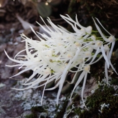 Dockrillia linguiformis (Thumb-nail Orchid) at Hyams Beach, NSW - 27 Oct 2022 by AnneG1