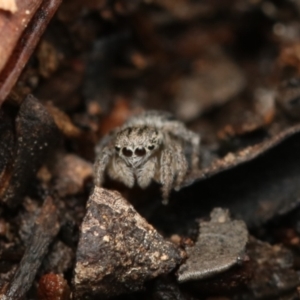 Maratus calcitrans at Acton, ACT - 23 Oct 2022