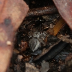 Maratus calcitrans at Acton, ACT - 23 Oct 2022