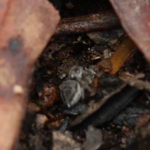 Maratus calcitrans at Acton, ACT - suppressed