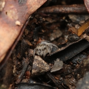 Maratus calcitrans at Acton, ACT - suppressed