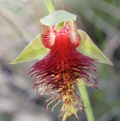 Calochilus pulchellus (Pretty Beard Orchid) at Vincentia, NSW - 26 Oct 2022 by AnneG1