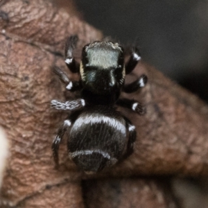 Zenodorus marginatus at Duffy, ACT - suppressed