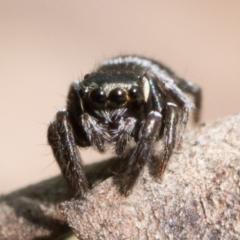 Omoedus marginatus at Duffy, ACT - 28 Oct 2022