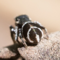 Omoedus marginatus at Duffy, ACT - 28 Oct 2022