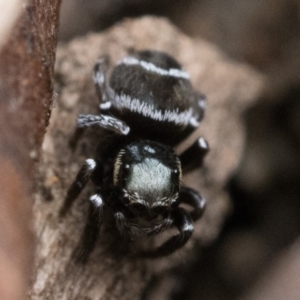 Omoedus marginatus at Duffy, ACT - 28 Oct 2022