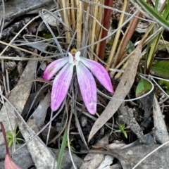 Caladenia fuscata (Dusky Fingers) at Aranda Bushland - 27 Oct 2022 by KMcCue