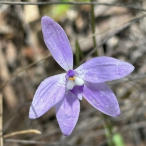 Glossodia major at Aranda, ACT - suppressed