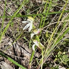 Caladenia moschata (Musky Caps) at Aranda Bushland - 27 Oct 2022 by KMcCue