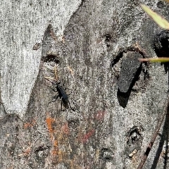 Fabriogenia sp. (genus) (Spider wasp) at Aranda, ACT - 27 Oct 2022 by KMcCue