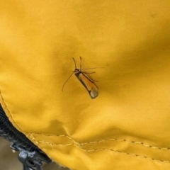 Philobota undescribed species near arabella (A concealer moth) at Aranda, ACT - 27 Oct 2022 by KMcCue