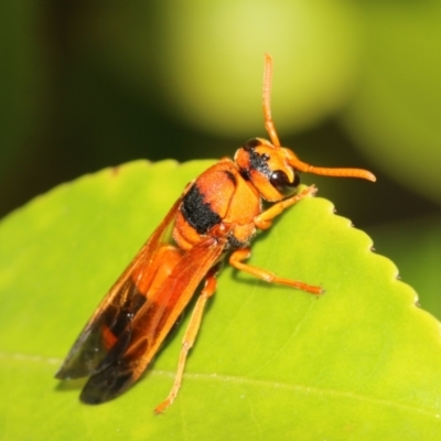 Anterhynchium nigrocinctum (A potter wasp) at Kingston, ACT - 3 Mar 2022 by HaukeKoch