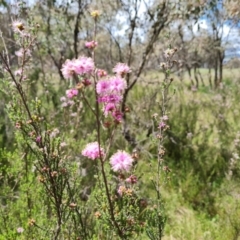 Kunzea parvifolia (Violet Kunzea) at Isaacs Ridge - 28 Oct 2022 by Mike