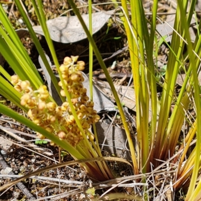 Lomandra filiformis subsp. coriacea (Wattle Matrush) at Isaacs Ridge - 28 Oct 2022 by Mike