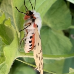 Ardices canescens (Dark-spotted Tiger Moth) at Curtin, ACT - 28 Oct 2022 by emptysea