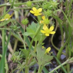 Ranunculus muricatus (Sharp Buttercup) at Wodonga, VIC - 28 Oct 2022 by KylieWaldon