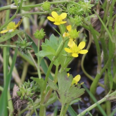 Ranunculus muricatus (Sharp Buttercup) at Wodonga, VIC - 28 Oct 2022 by KylieWaldon