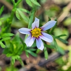 Sisyrinchium rosulatum (Scourweed) at Nambucca Heads, NSW - 28 Oct 2022 by trevorpreston