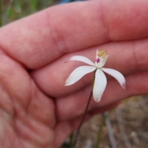 Caladenia moschata at Bungendore, NSW - 28 Oct 2022