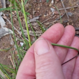 Caladenia moschata at Bungendore, NSW - 28 Oct 2022