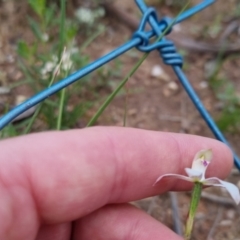 Caladenia moschata at Bungendore, NSW - 28 Oct 2022