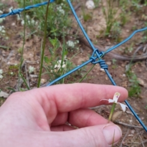 Caladenia moschata at Bungendore, NSW - 28 Oct 2022