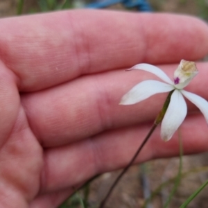 Caladenia moschata at Bungendore, NSW - 28 Oct 2022