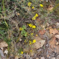 Hibbertia obtusifolia at Bungendore, NSW - 28 Oct 2022