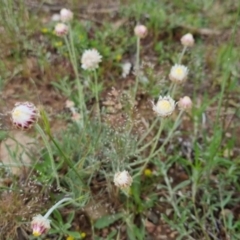 Leucochrysum albicans subsp. albicans (Hoary Sunray) at Bungendore, NSW - 28 Oct 2022 by clarehoneydove