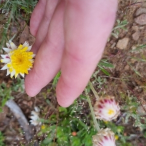 Leucochrysum albicans subsp. albicans at Bungendore, NSW - 28 Oct 2022