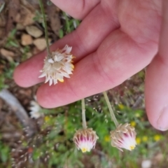 Leucochrysum albicans subsp. albicans at Bungendore, NSW - 28 Oct 2022 03:54 PM