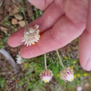 Leucochrysum albicans subsp. albicans at Bungendore, NSW - 28 Oct 2022 03:54 PM