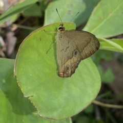 Hypocysta metirius (Brown Ringlet) at Long Beach, NSW - 28 Oct 2022 by Steve_Bok