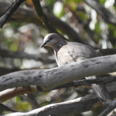 Spilopelia chinensis (Spotted Dove) at Kambah, ACT - 27 Oct 2022 by HelenCross