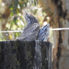 Podargus strigoides (Tawny Frogmouth) at Kambah, ACT - 27 Oct 2022 by HelenCross