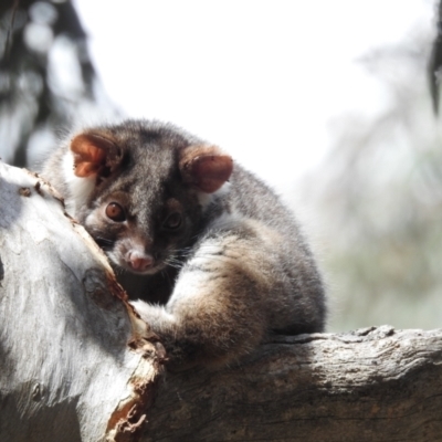 Pseudocheirus peregrinus (Common Ringtail Possum) at ANBG - 28 Oct 2022 by HelenCross