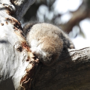 Pseudocheirus peregrinus at Acton, ACT - suppressed