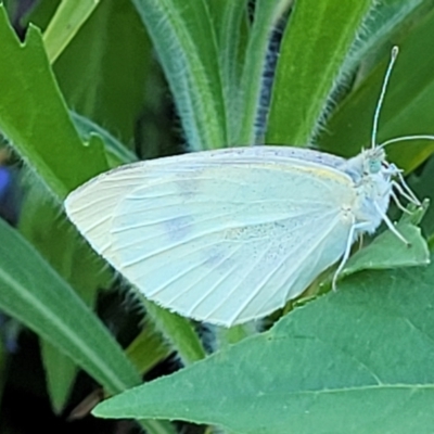 Pieris rapae (Cabbage White) at Nambucca Heads, NSW - 28 Oct 2022 by trevorpreston