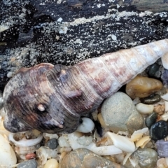 Unidentified Sea Shell / Sea Slug / Octopus (Mollusca) at Nambucca Heads, NSW - 28 Oct 2022 by trevorpreston