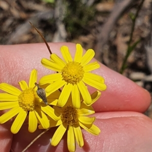 Senecio madagascariensis at Murrumbucca, NSW - 28 Oct 2022 12:25 PM