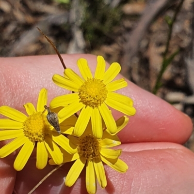 Senecio madagascariensis (Madagascan Fireweed, Fireweed) at Murrumbucca, NSW - 28 Oct 2022 by JediNME